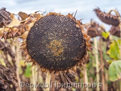 Солохині теревені