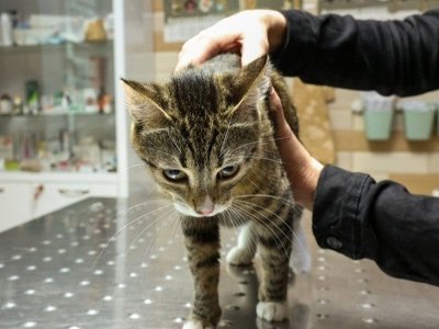 Двоє хлопців мучили та жбурляли кота і це все знімали на камеру