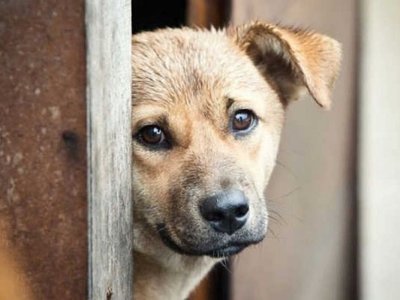 «Бо курочок поїли»: в селі на Волині потруїли собак отрутою для щурів