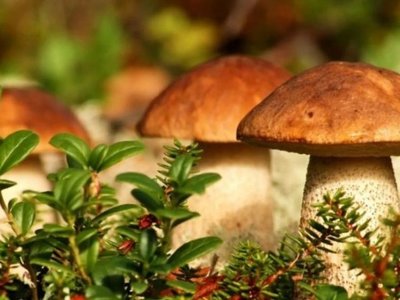 Як не отруїтися грибами: поради від фахівців