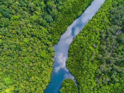 Легені Землі відмовляють. Фотосинтез у тропічних лісах може припинитися: що стало причиною