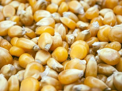 Попит на українському ринку кукурудзи залишається низьким — AgroMarket UUB
