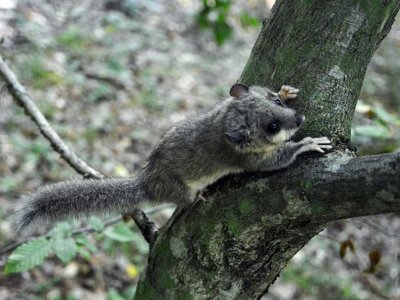 Схожий на маленьку білочку: до списку тварин Нацпарку “Гуцульщина” внесли вовчка сірого