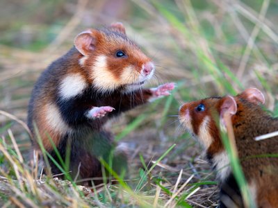 Науковці з Rewilding Ukraine та профільні спеціалісти відновлюють флору та фауну Бессарабії: у степи повернули червонокнижних пухнастиків