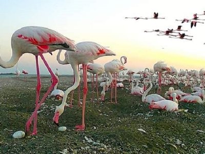 Нa Одещині вперше в Укрaїні рожеві флaмінго вивели птaшенят (фото)