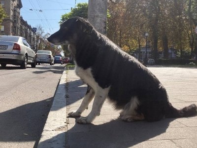 Як війна вплинула на кількість безпритульних тварин та на роботу зооволонтерів