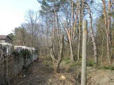Наказав рубати дерева у “Дністровському каньйоні”: судитимуть лісівника, який завдав збитків на 2 млн. грн