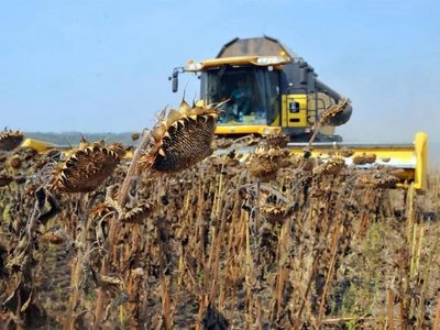 На Рівненщині прискорюють збір соняшника