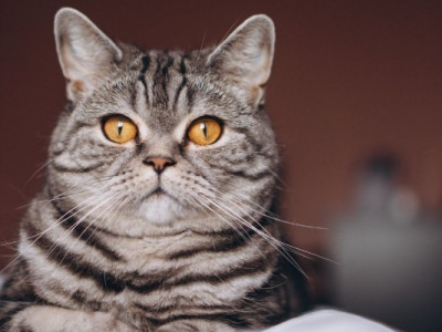 Цікаві факти про котів