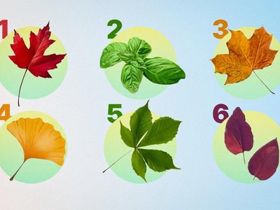 Яка ваша найсильніша риса характеру: цей тест на листя розповість усю правду