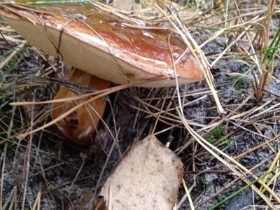 Які гриби сьогодні збирають у лісі 