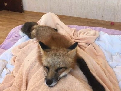 Лисеня живе у будинку закарпатця, спить на ліжку і гуляє на повідку