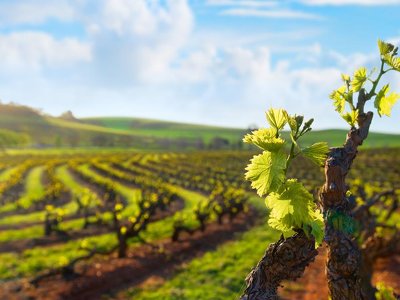 В Україні погодили реєстр виноградарів та виноробів