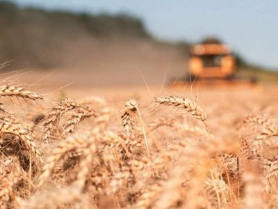 Аграрії Київщини зібрали більше 5 млн тонн врожаю