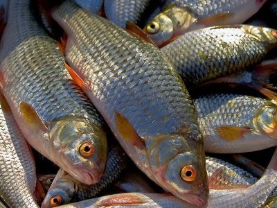 Кримська рибна криза: окупанти розікрали кошти, які виділили на відновлення галузі