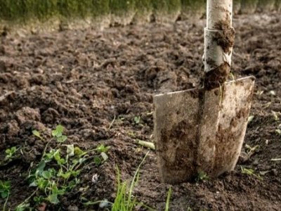 Які садові рослини обов’язково потрібно накрити на зиму