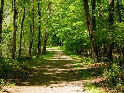 На Хмельниччині за рік створено 52 га нових лісів
