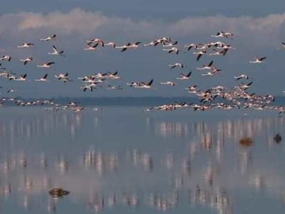 Рожева краса Тузлівських лиманів: фламінго процвітають у заповідній зоні нацпарку попри труднощі погоди