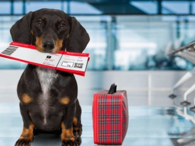 Як подорожувати з домашніми тваринами: повна інструкція