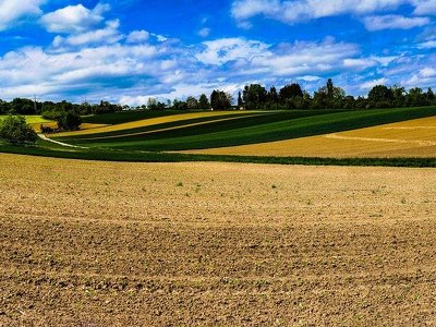 Проєкт NASA Harvest зафіксував суттєве зменшення посівних площ на окупованих територіях України