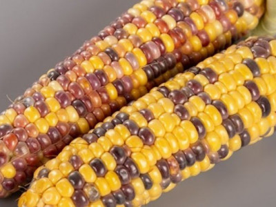 Українець винайшов унікальний сорт кукурудзи