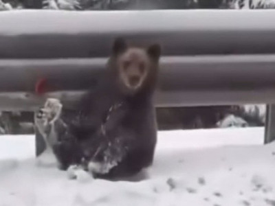 В Карпатах кілька ведмедів вибігли на трасу (ФОТО, ВІДЕО)