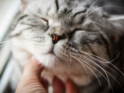 Як коти муркотять: вчені з'ясували, звідки береться фірмовий звук пухнастиків