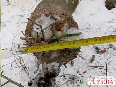 На Львівщині чоловіка вбила зрубана ним гілка