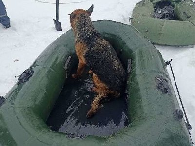 На Сумщині співробітники ДСНС врятували собаку, який провалився під кригу