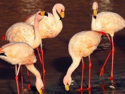 Близько 220 фламінго виявили мертвими в провінції Катамарка на північному заході Аргентини через спалах пташиного грипу
