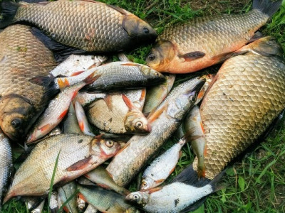 Двоє браконьєрів наловили риби на понад 66 тисяч гривень