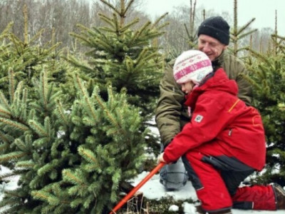 Сезон продажу ялинок стартував: по чому зелені красуні?