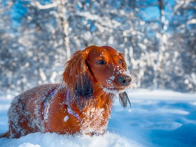 П'яте грудня на календарі: все про цей день