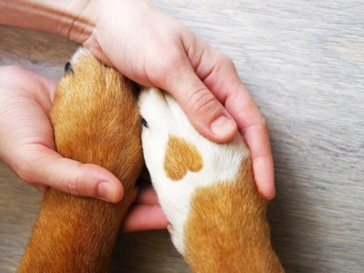 Поруч, щоб допомагати: Purina та Зоопатруль об'єдналися для порятунку тварин