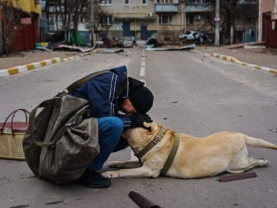 Спільноти, які рятують тварин під час війни