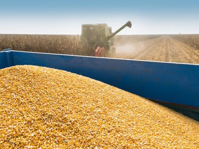 На українському ринку продовжує дорожчати фуражна кукурудза