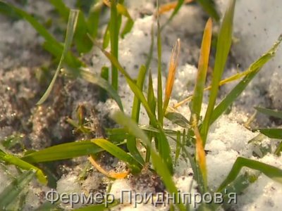 Найбільше площ засіяли пшеницею аграрії Одеської області