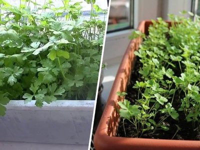 Як виростити петрушку на підвіконні у квартирі: основні правила