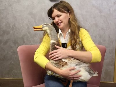 Ганна Сметанюк тримає вдома качку замість домашнього улюбленця