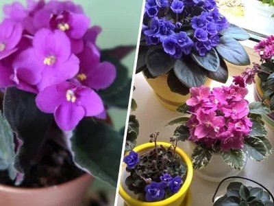 Чим потрібно підживлювати фіалки взимку: поради квітникарів