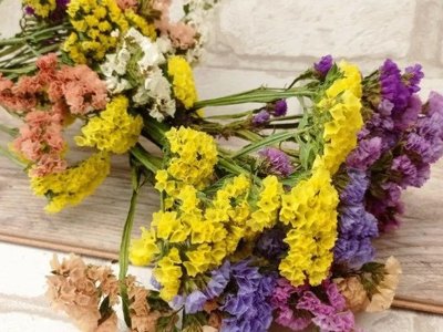 Допомагають чи шкодять: чи можна тримати вдома сухоцвіти?
