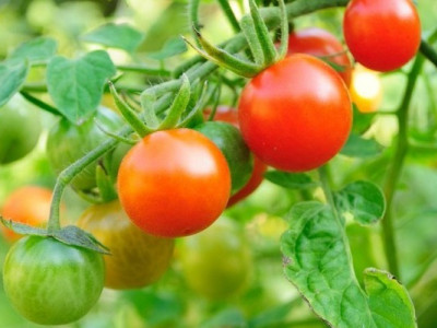 Як виростити ранню розсаду томатів на городі