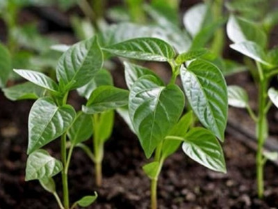 Як правильно сіяти солодкий перець та баклажани на розсаду