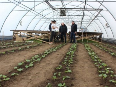 У Волинській області створили нове тепличне господарство завдяки гранту від держави