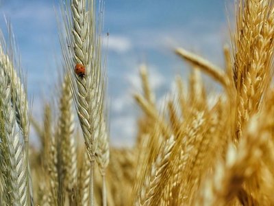 Латвія вимагає від ЄС заборонити російське зерно: пропонують замінити українським