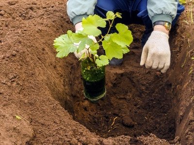 Що потрібно додати в лунку під час посадки винограду, щоб завжди бути з урожаєм