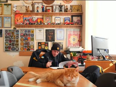 Кіт Ізюм став рятувальником у Києві: як живеться хвостатому переселенцю