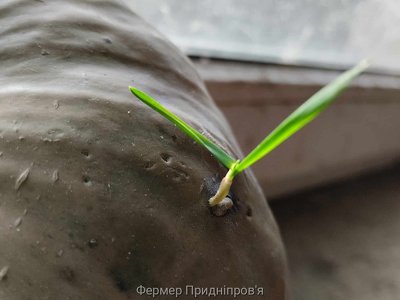 Посівний календар на березень