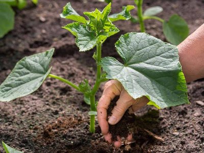 Як отримати дуже ранній врожай огірків: зберете вже у травні