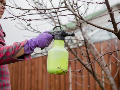Додайте це у воду – і гілки не висохнуть. Як приготувати бордоську суміш для захисту саду ранньою весною від моніліозу та плодової гнилі